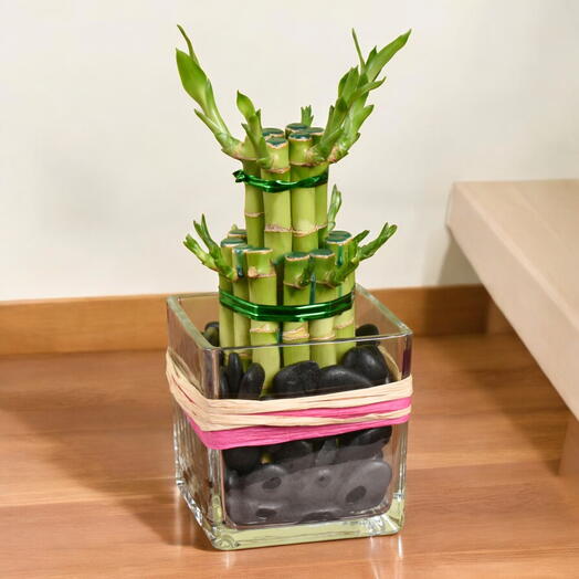 Two Layer Lucky Bamboo in Elegant Square Glass Vase with Stone Fillers