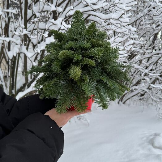 Елочка из живой ели нобилис 35 см не желтеет и не сыпется