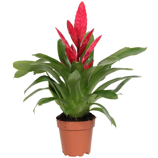 Vriesea Plant – Flaming Sword