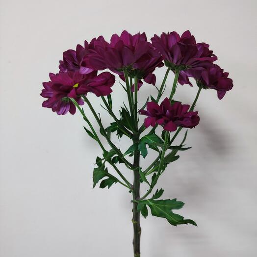 Кустовая хризантема б