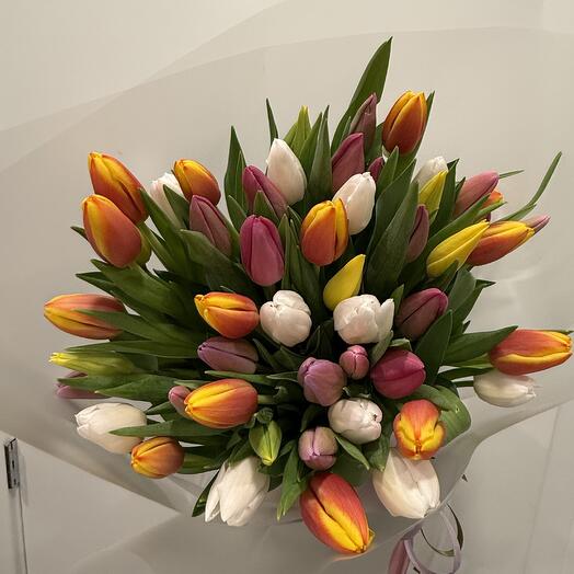 51 tulip