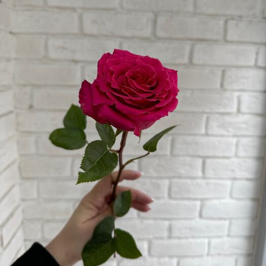 Роза 🌹 «розовая»