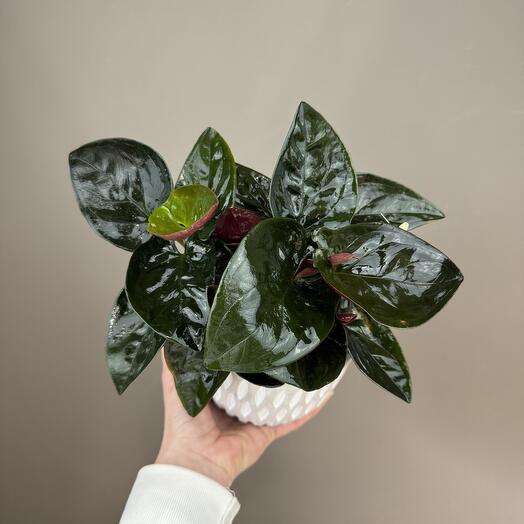 Сингониум Ред Эрроу в керамическом кашпо