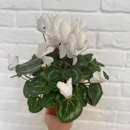 Цикламен белый🍀