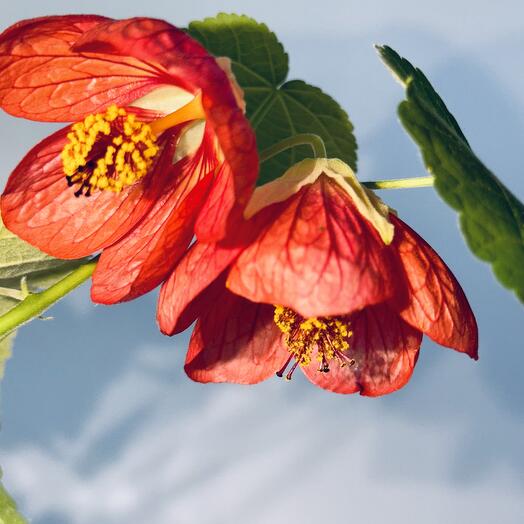 Абутилон Домашний Клён Abutilon, декоративно-лиственное растение, 50см, 1шт