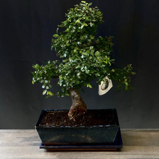 Бонсай Zelkova 30 лет
