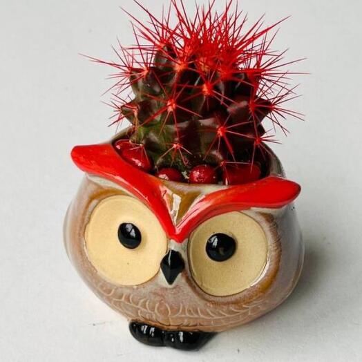 Owl planter with red cactus