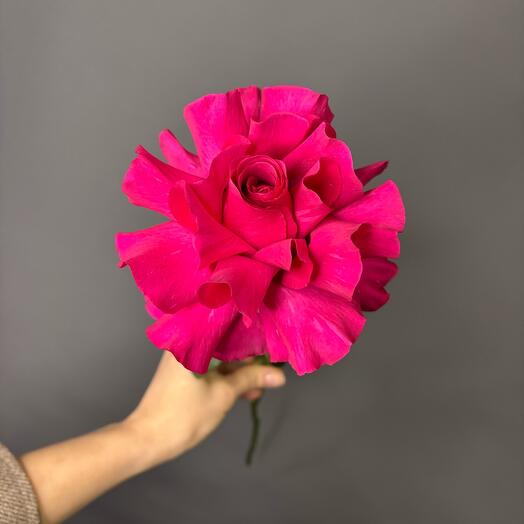 Французская малиновая Роза 🌹