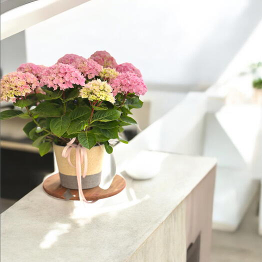 Plantas Hortensias Rosadas