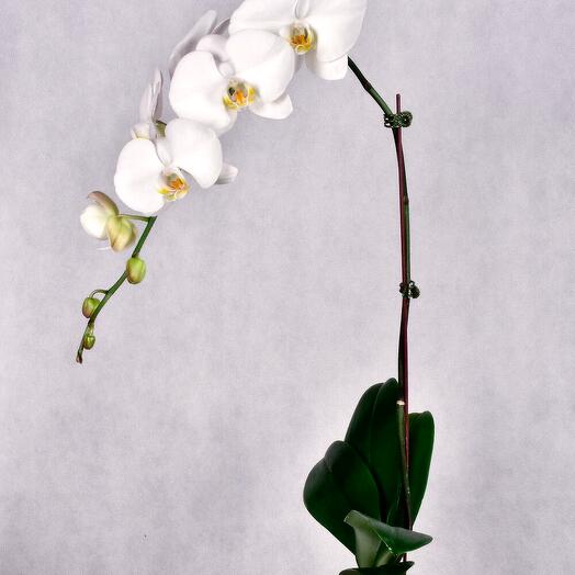 White Orchid