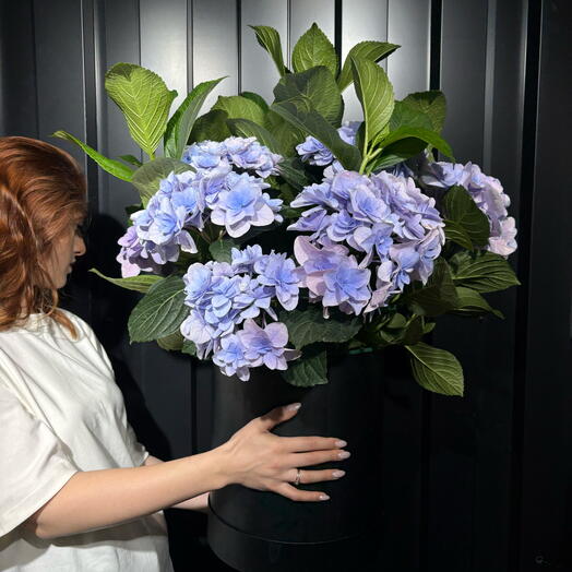 Caja con Hortensia Azul