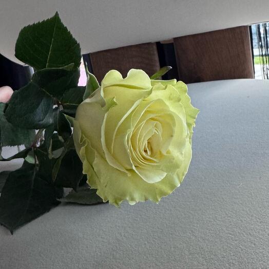 Белая Роза Мондиаль