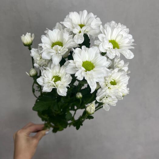 ❗️МЕГА АКЦИЯ❗️Хризантема ромашковая