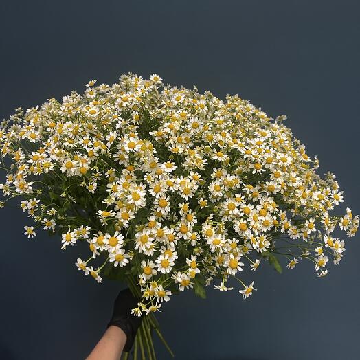 Букет из 25 ромашек