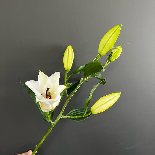 Лилия Белая