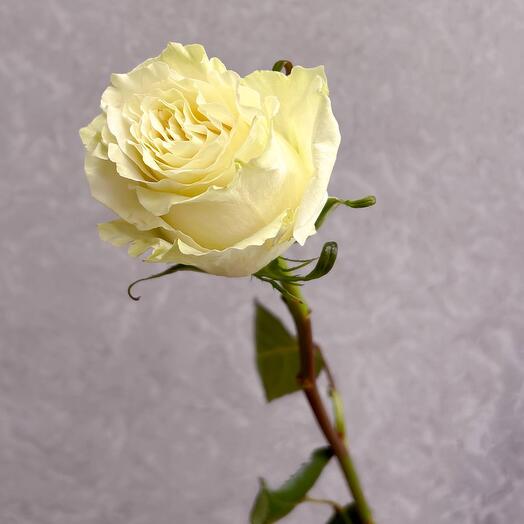 Rosa Mondial