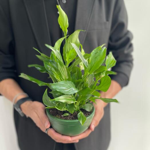 Спатифиллиум пересаженный в кашпо