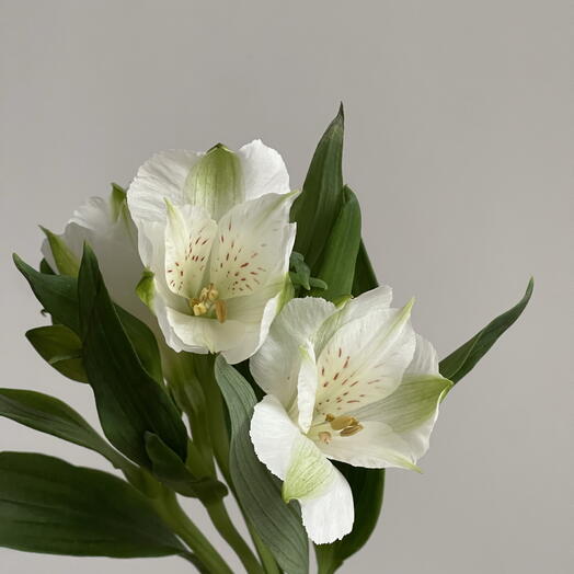 Альстромерия