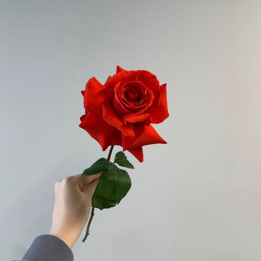 Французская роза Нина