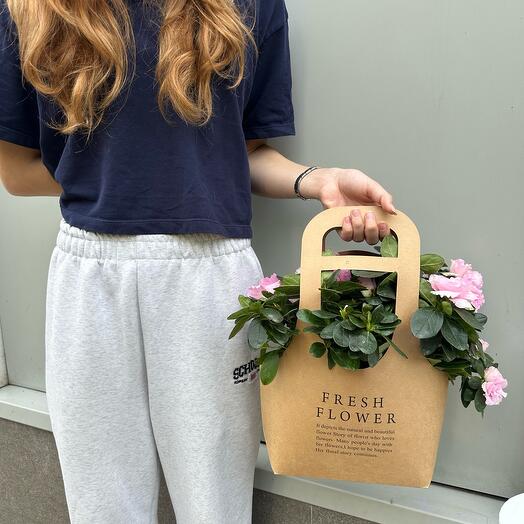 Азалия светло-розовая в подарочном пакете