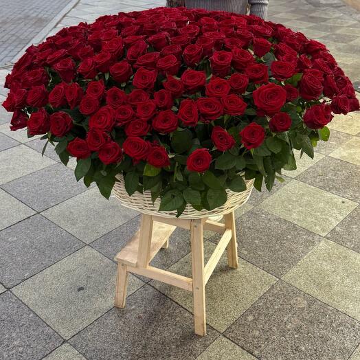 Корзина с розами 251 шт