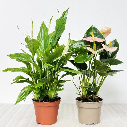 Набор - 2 растения: Спатифиллум и Антуриум розовый высота 30-35см