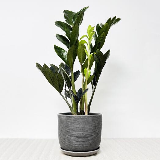 Замиокулькас Равен в сером керамическом горшке с поддоном, высота 45-50см