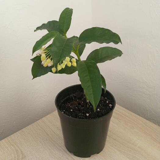 Хойя Мультифлора