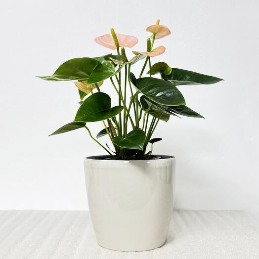 Антуриум розовый в кремовом кашпо с автополивом, высота 35см