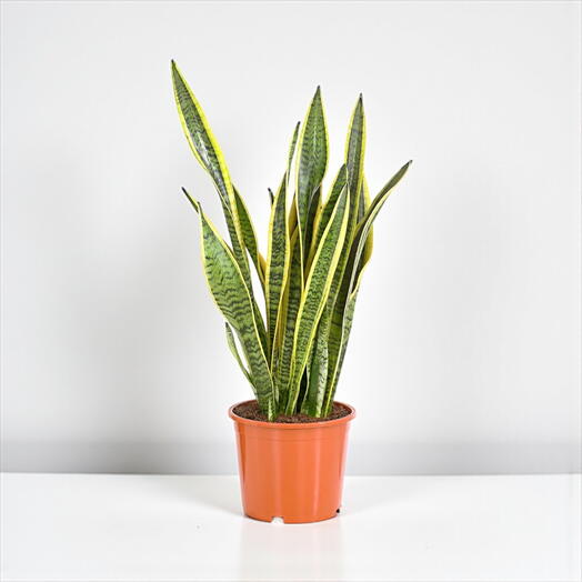 Sansevieria trifasciata ‘Laurentii