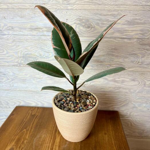 Фикус Эластика в керамическом горшке