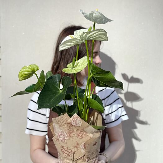 Антуриум белый