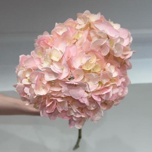 Гортензия розовая 1 шт