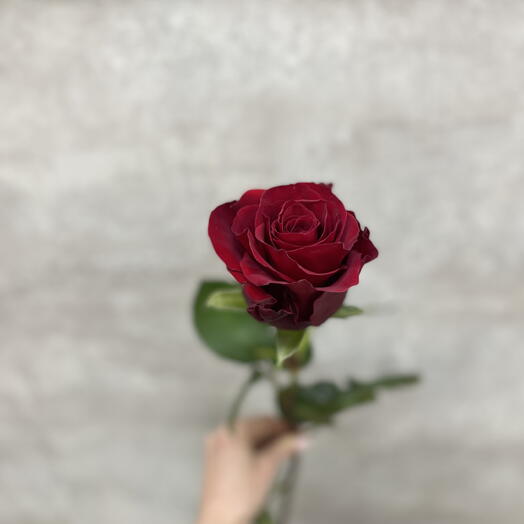 Роза Эквадор 60 см Красная