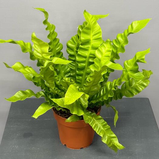 Асплениум Крисли Вейв- красивый цветок для мамы ☘️