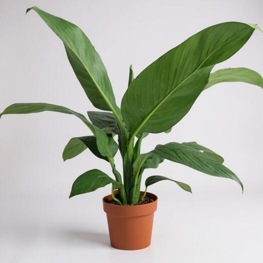 Спатифиллум Сенсация (женское счастье ) пересаженный