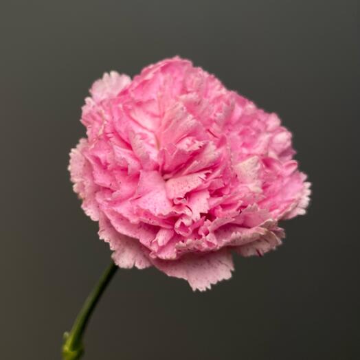 Гвоздика розовая 🌸