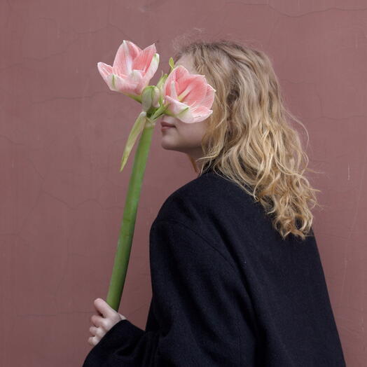 Амариллис-неженка