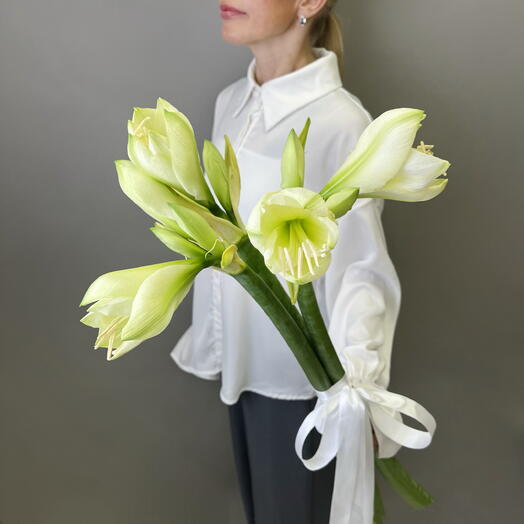 Белые Амариллисы 3 шт