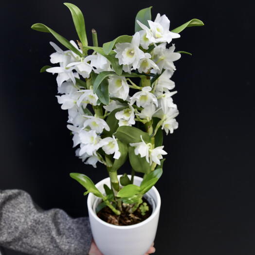 Dendrobium Blanco