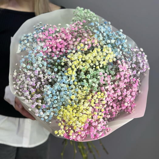 Gypsophila M