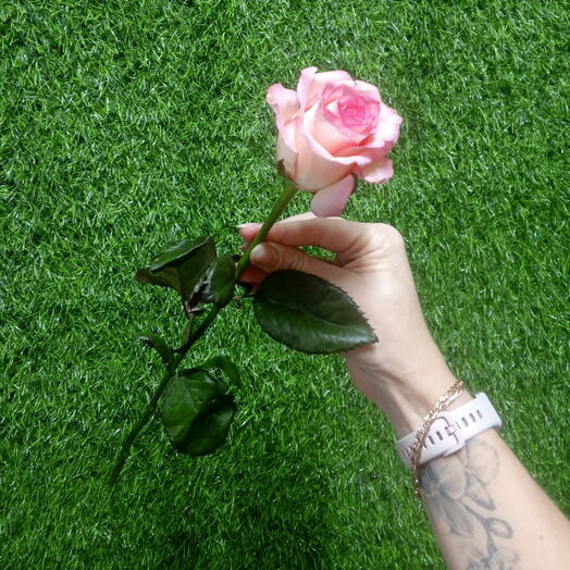 Роза 50см 1 шт