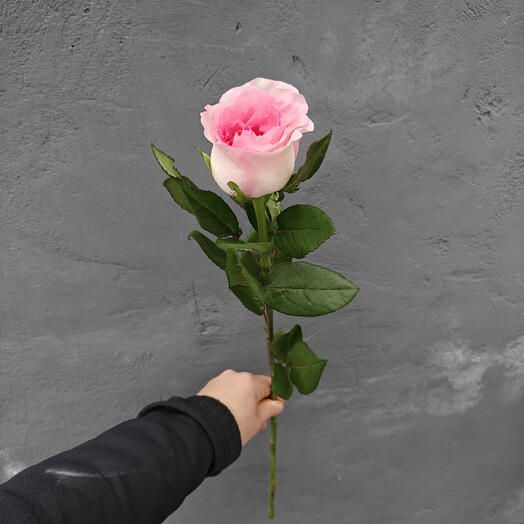 Роза,, Мандала,, нежно-розовый