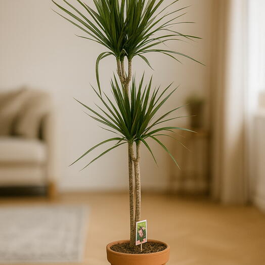 Dracena Marginata