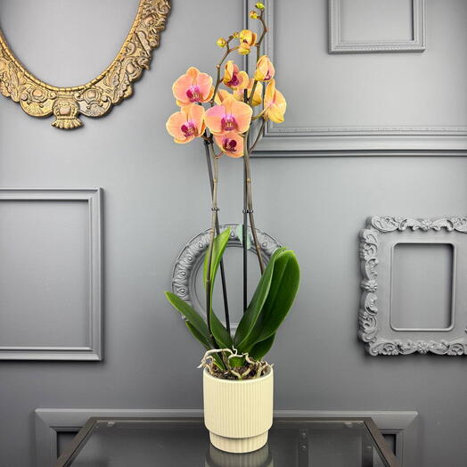 Орхидея фаленопсис персиковая , оранжевая в керамическом кашпо D 13 Высота 70 см