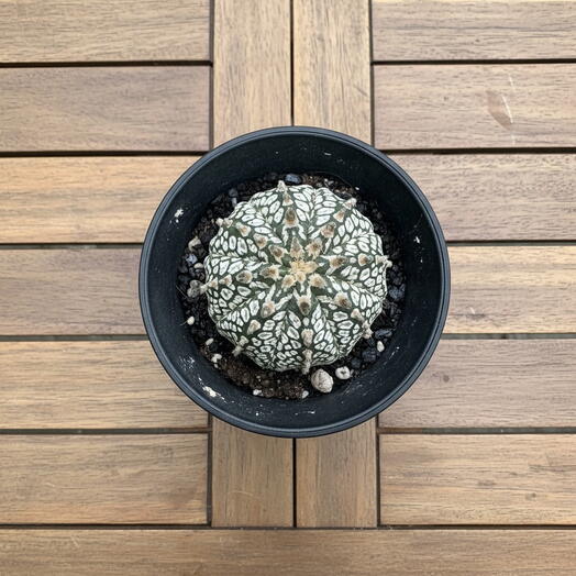 Astrophytum super kabuto
