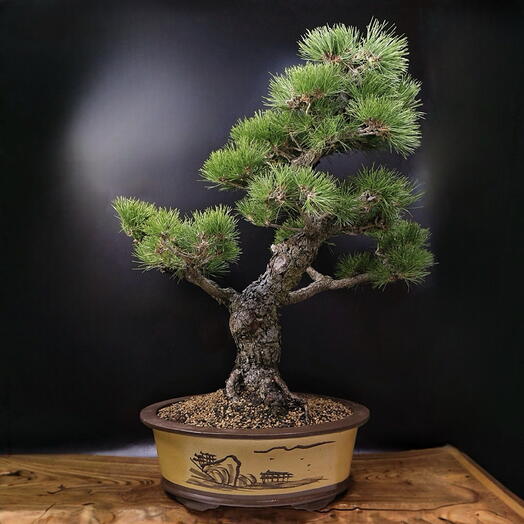 Бонсай Сосна, 95 см, 120 лет