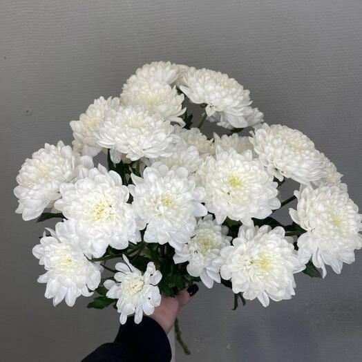 Хризантема 3 штуки