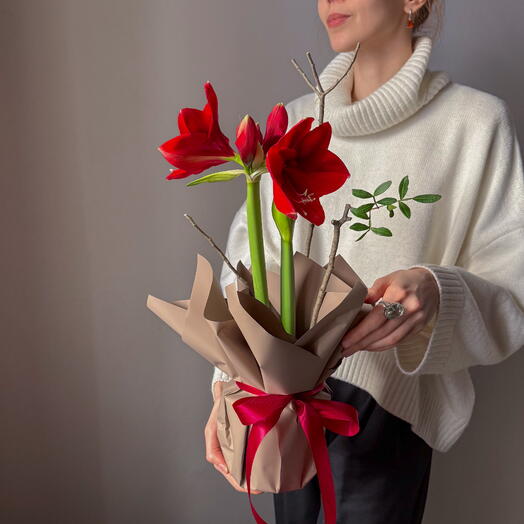 Цветущий амариллис в горшке с изящными ветками