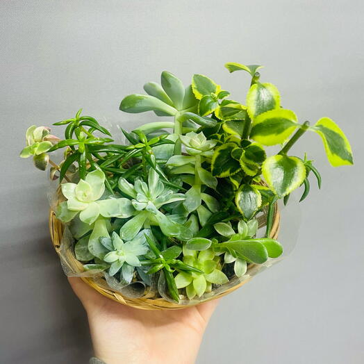 Композиция из суккулентов в корзинке